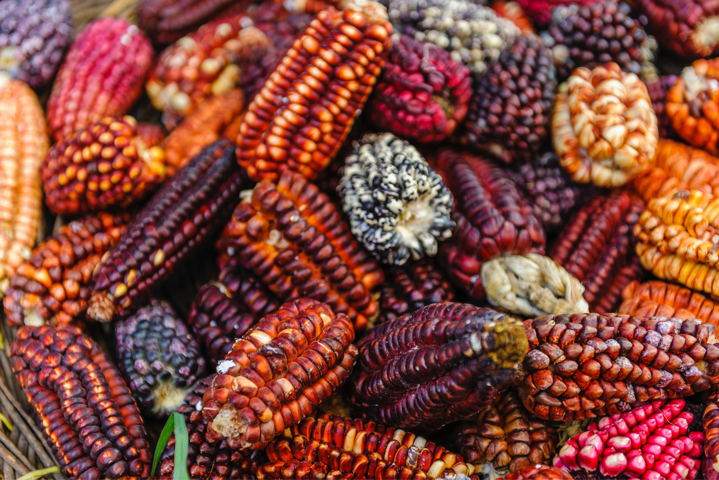 Peru: The World’s Most Valuable Pantry